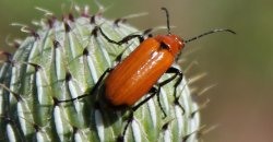 red-beetle-closeup-ii-on-thistle-6-1-12