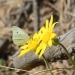 cabbage-white-p-rapae-on-sunflower-5-12-12