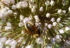 Bee on onion plant,