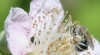 white-andrenidae-on-blackberry-6-1-2012
