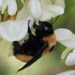 Bombus nevadensis (Apidae)
